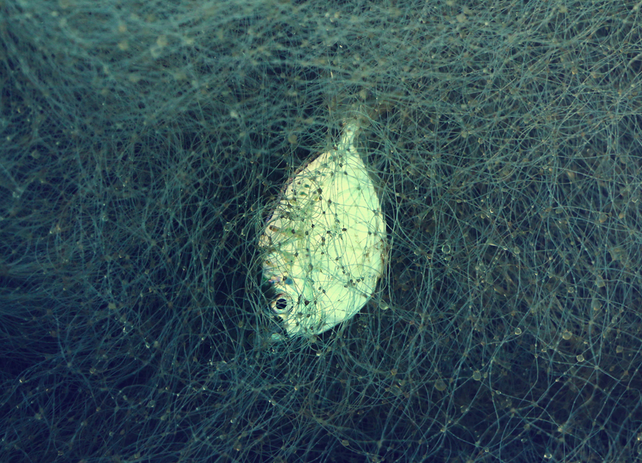 Fish Net