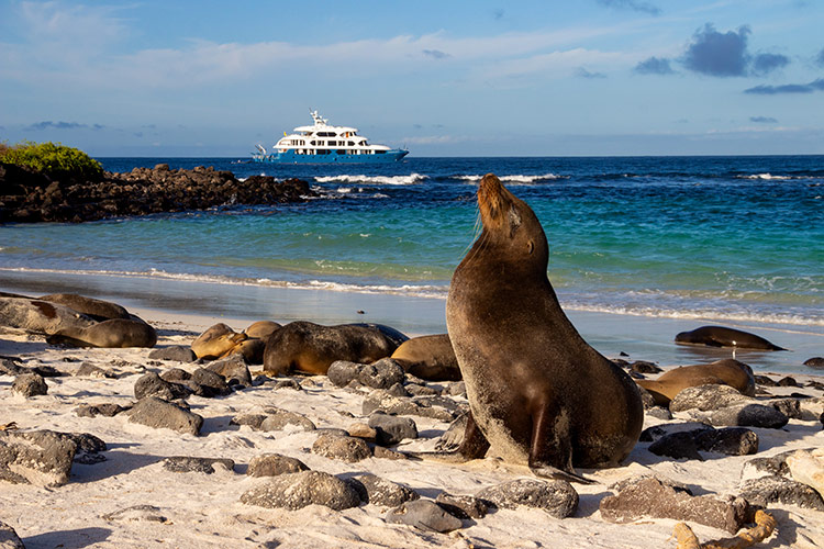 GALAPAGOS SEA LION