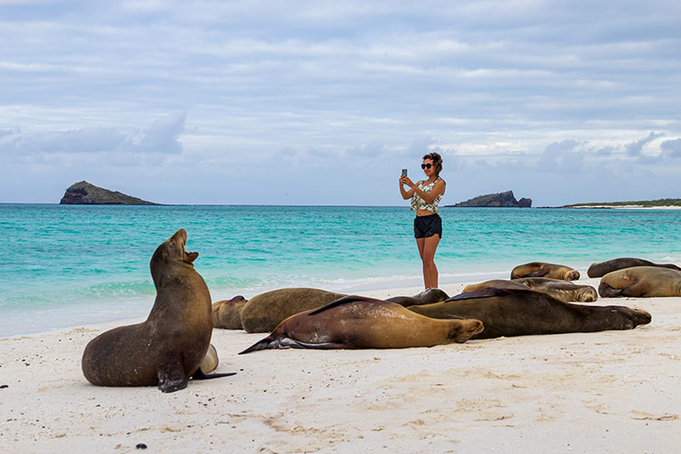GALAPAGOS ISLANDS EXPEDITION   SEA LIONS